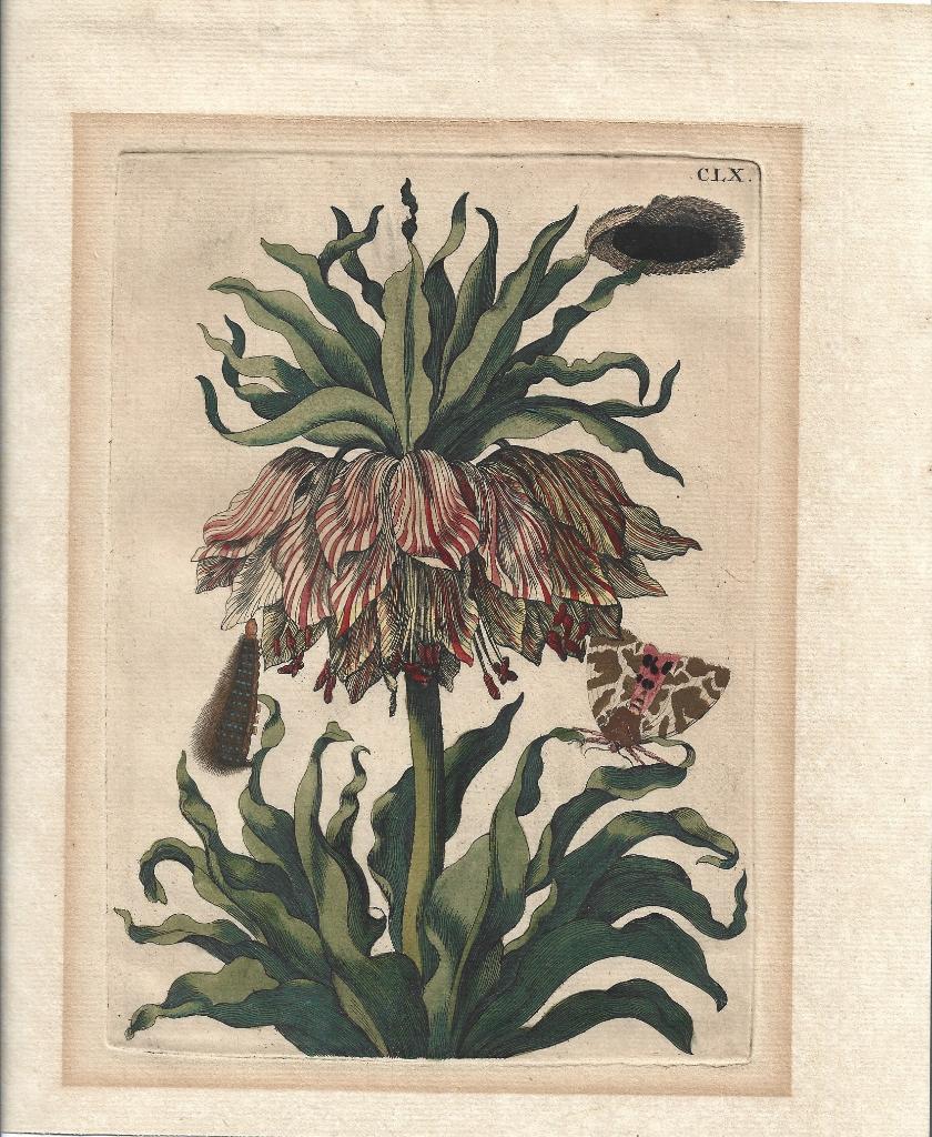 Merian, Maria Sybilla - gravure Keizerskroon, Antiek en Kunst, Ophalen of Verzenden, Origineel
