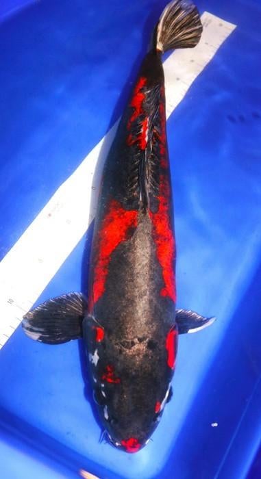 Showa , Shiro Utsuri, Dieren en Toebehoren, Vissen | Vijvervissen, Karper of Koi