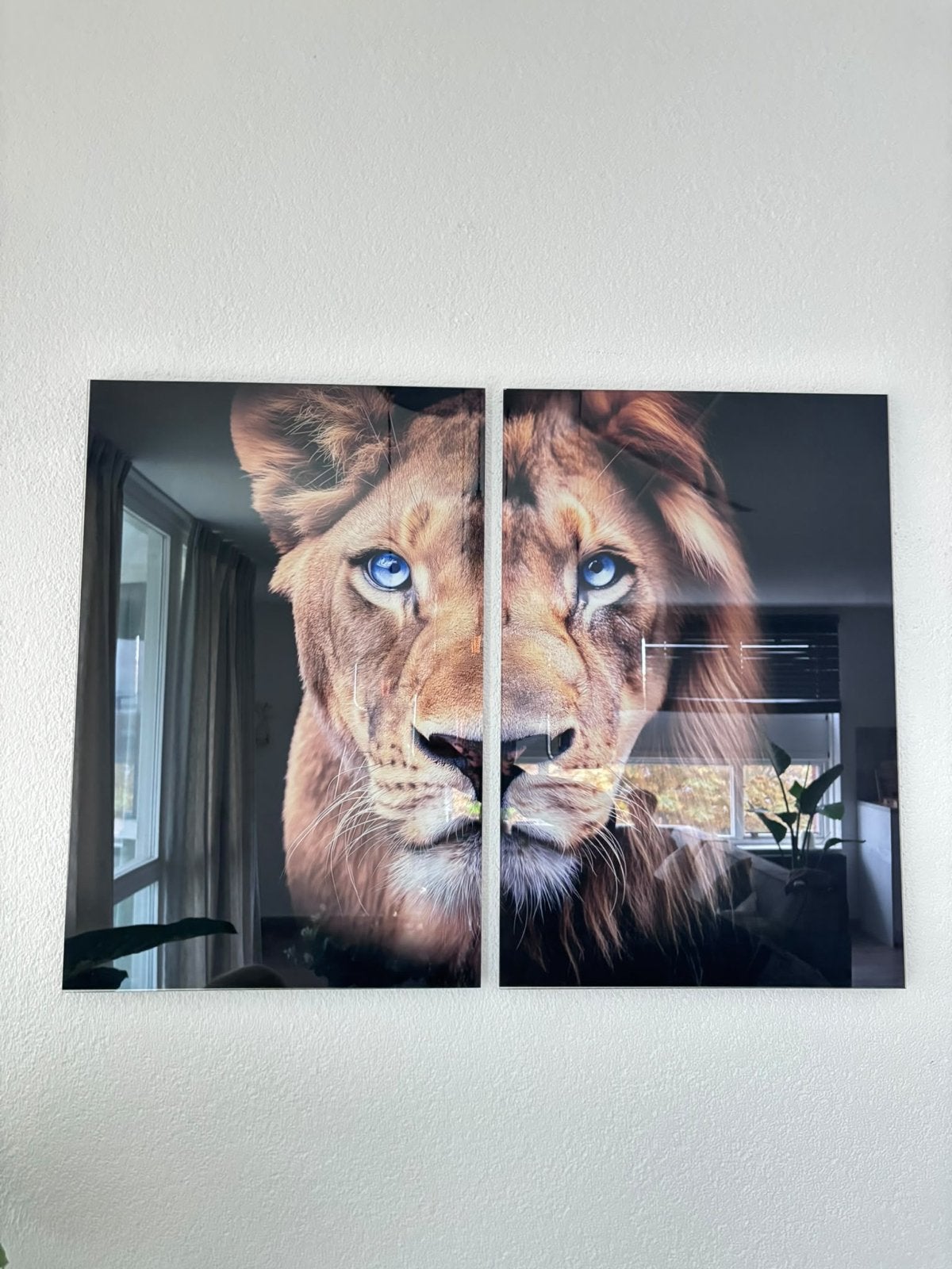 Prachtig Leeuwen Schilderij - 2 Delen met Blauwe Ogen, Huis en Inrichting, Ophalen, Schilderij, Meerkleurig, Zo goed als nieuw