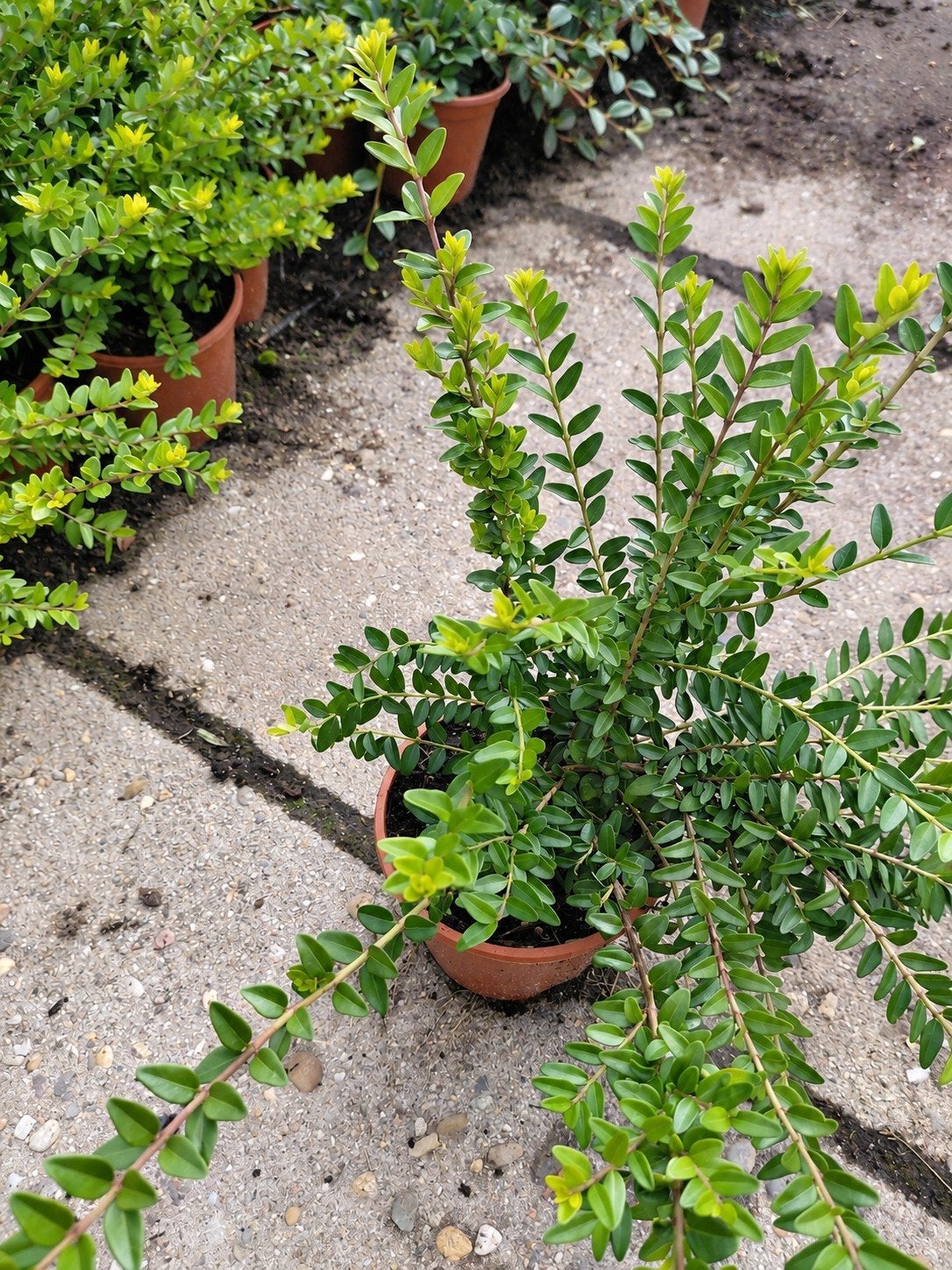 Lonicera in P14 pot - Groenblijvende klimplant, Ophalen, Vaste plant, Halfschaduw, Klimplanten