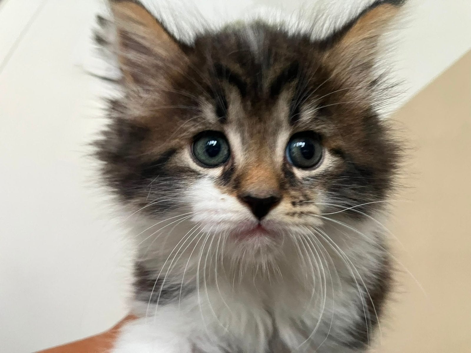 Maine Coon kittens, Dieren en Toebehoren, Meerdere dieren