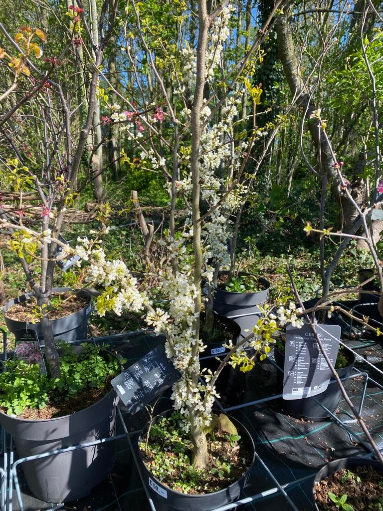 Cercis struiken - Judasboom voor uw tuin, Tuin en Terras, Volle zon, Vaste plant, Lente, Ophalen