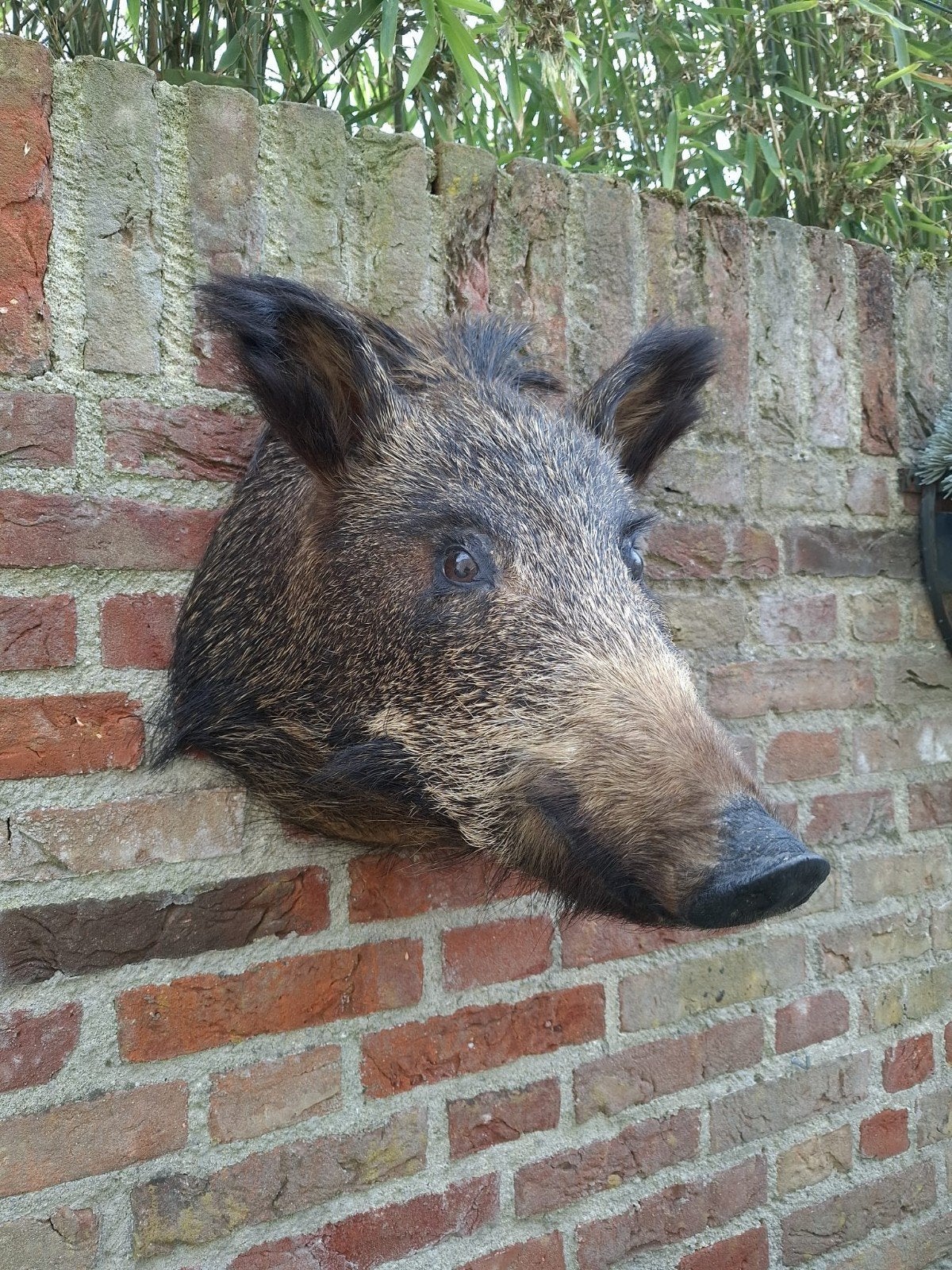Opgezette kop zwijn taxidermy jacht gewei schedel hert, Verzamelen, Ophalen, Wild dier, Gewei of Kop