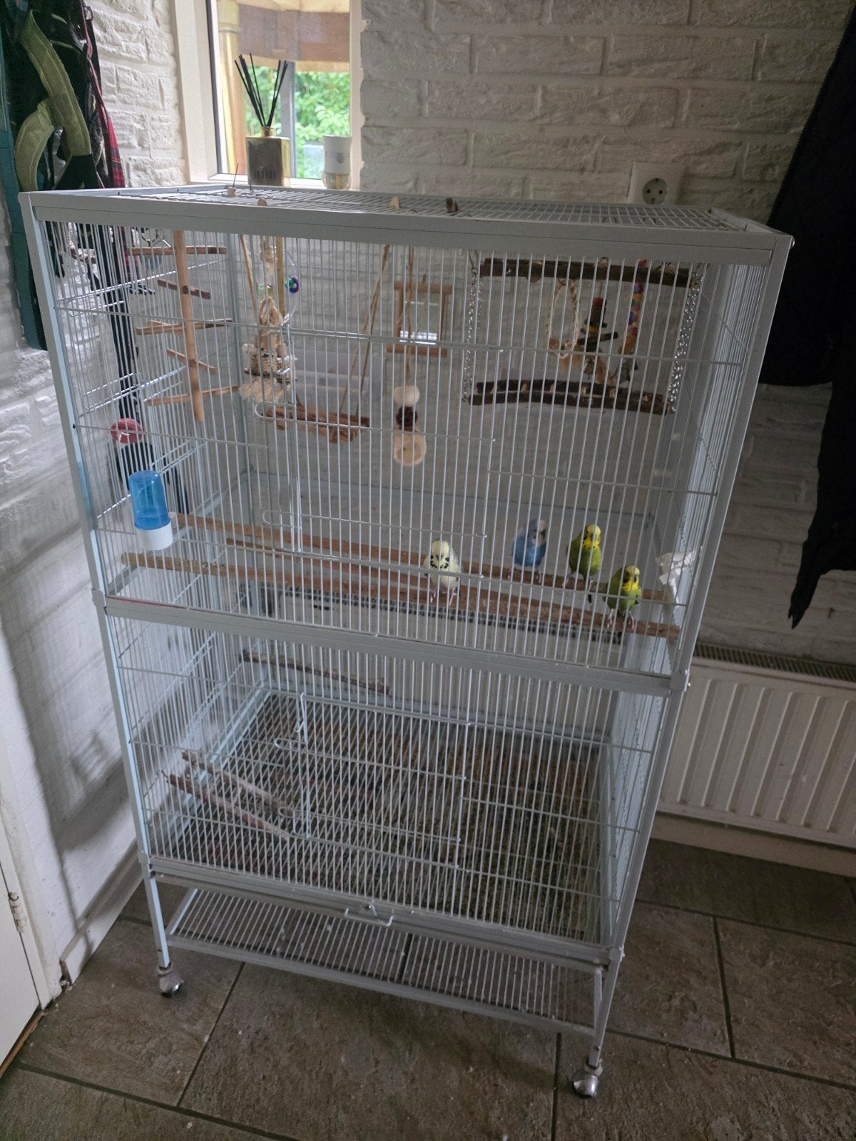 Grasparkieten, inclusief kooi, 4 mannetjes, alles in 1 koop, Dieren en Toebehoren, Mannelijk, Parkiet