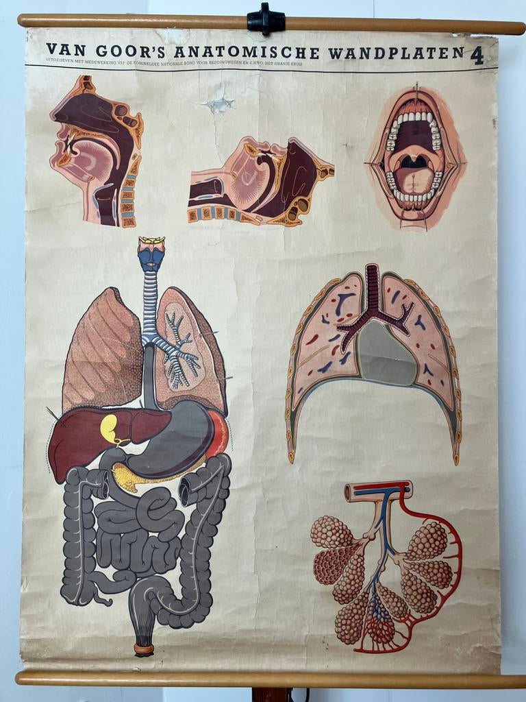 Schoolplaat van Goor 4, Antiek en Kunst, Ophalen of Verzenden, Natuur en Biologie