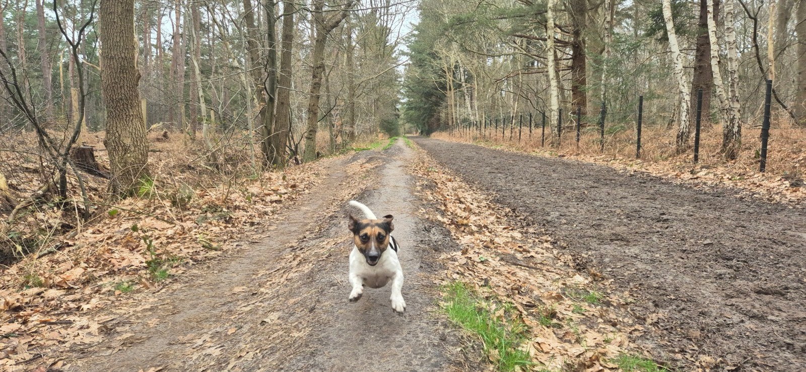 Liefdevol thuis voor mijn Jack Russell, Eén persoon, Ticket of Toegangskaart