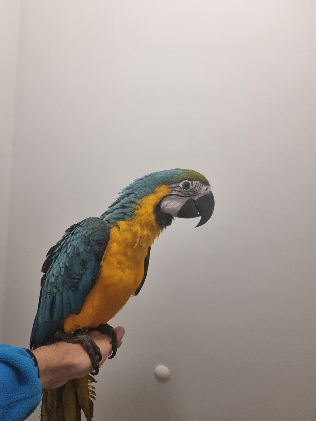blauwgele ara papegaai, Vrouwelijk, Papegaai, Geringd