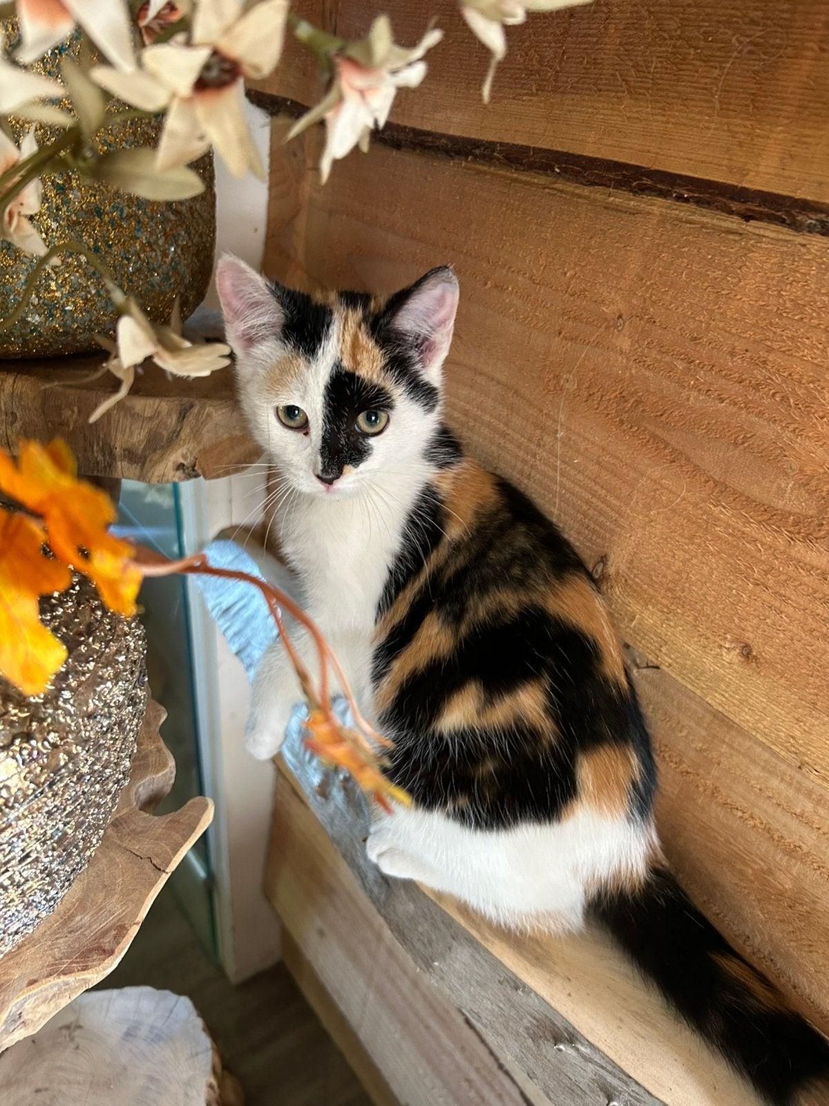 Kitten poesje, Meerdere dieren