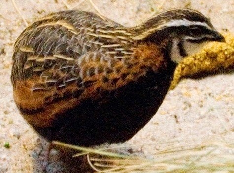 6 koppels harlekijn kwartels, Dieren en Toebehoren