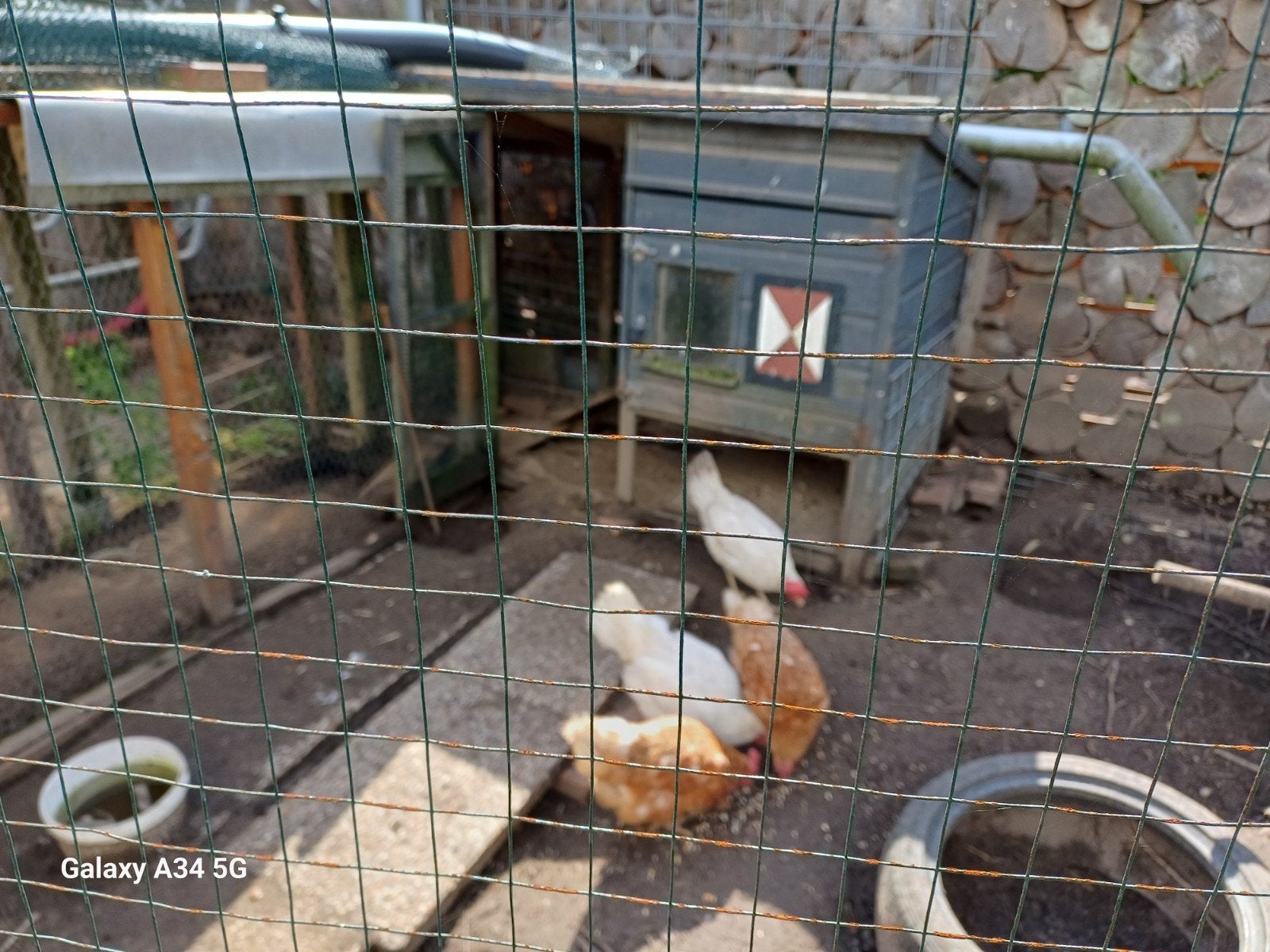 kippen vier stuks, Dieren en Toebehoren, Vrouwelijk, Kip