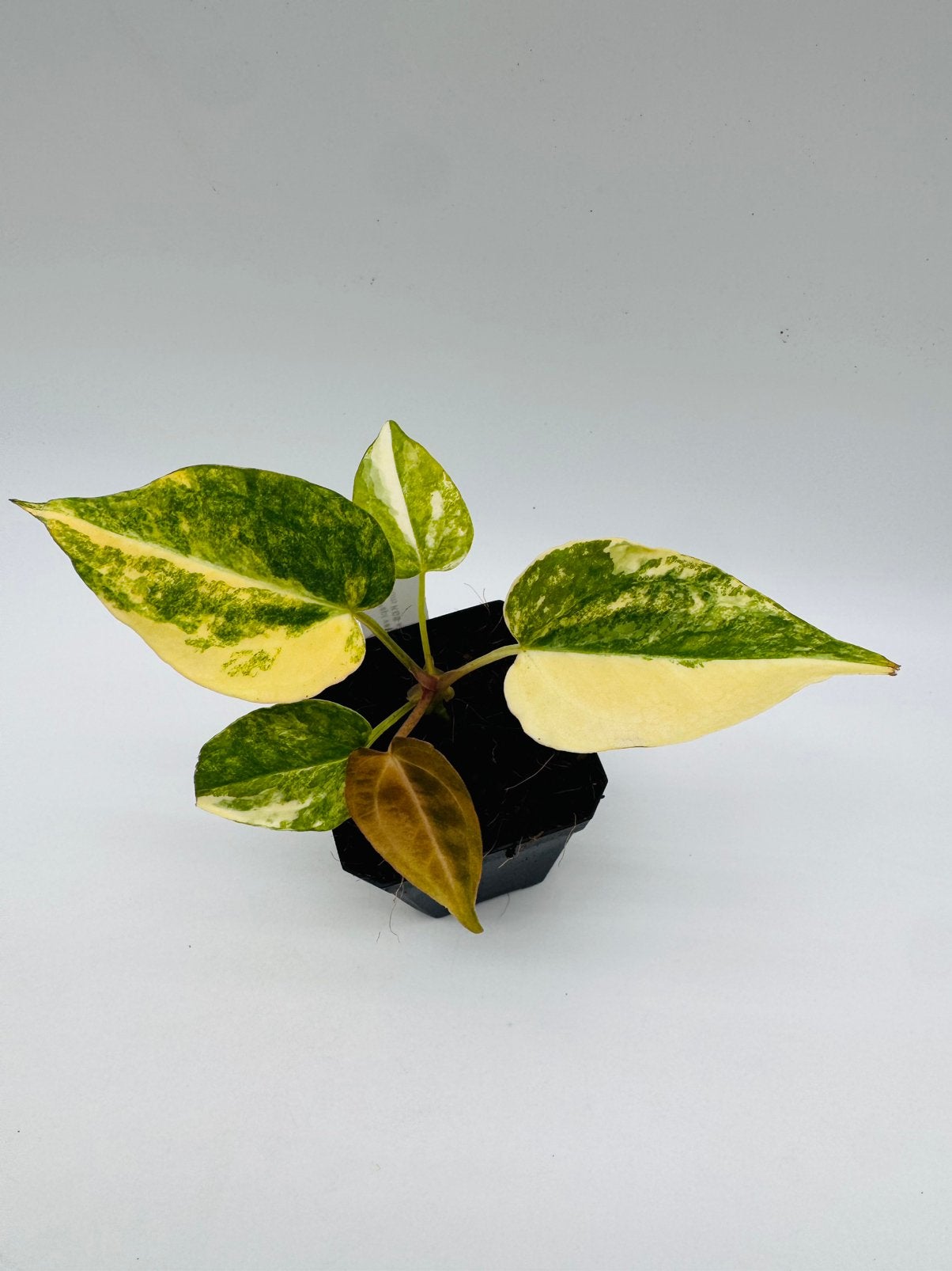 Anthurium (Papi Variegata x Magni) x (KOS x Indo Porti), Huis en Inrichting, Ophalen of Verzenden, Halfschaduw, Minder dan 100 cm