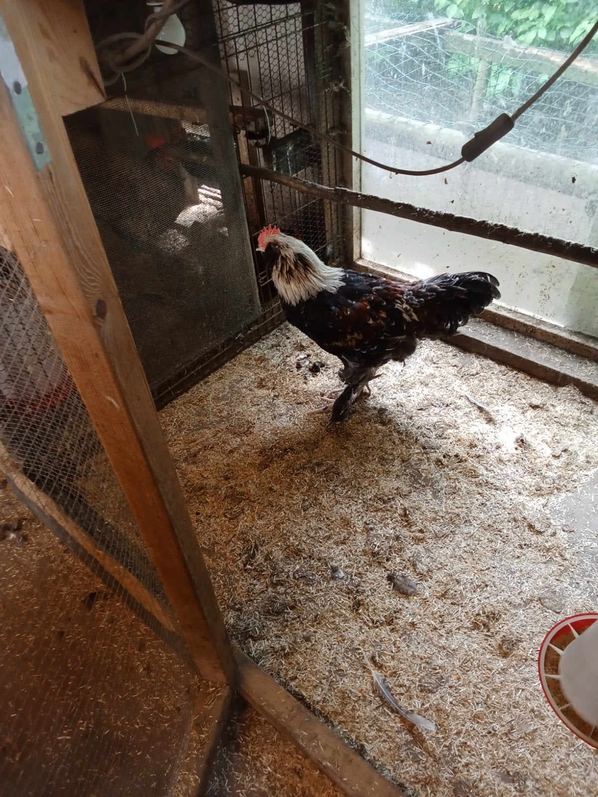 Franse faverolle haan groot., Dieren en Toebehoren, Pluimvee, Mannelijk, Kip