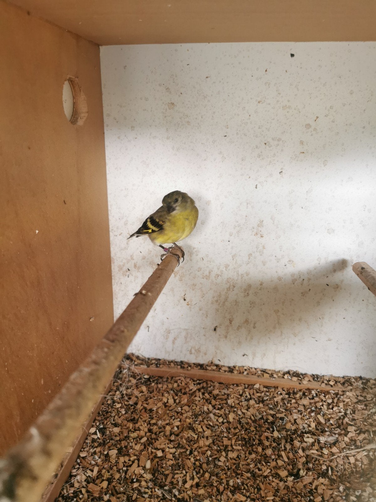 Zwart kop Sijs., Dieren en Toebehoren, Vrouwelijk, Tropenvogel, Geringd