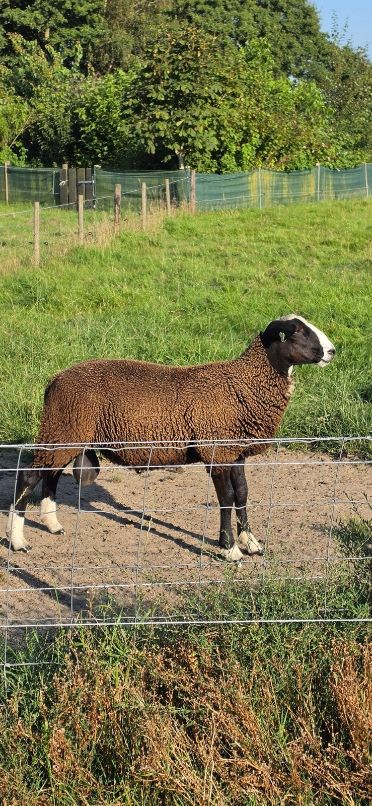 zwartbles schapen rammen te koop, Mannelijk, Schaap