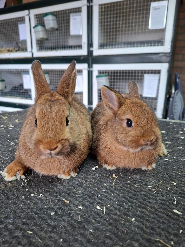 Kleurdwerg dwergkonijn Haaskleur, Dieren en Toebehoren, Konijnen, Mannelijk, Dwerg