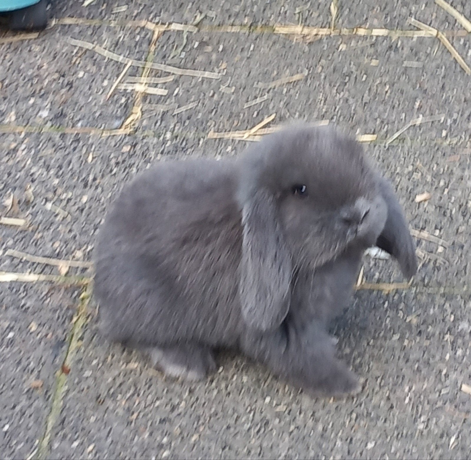 franse hangoren, Dieren en Toebehoren, Meerdere dieren, Groot, 0 tot 2 jaar