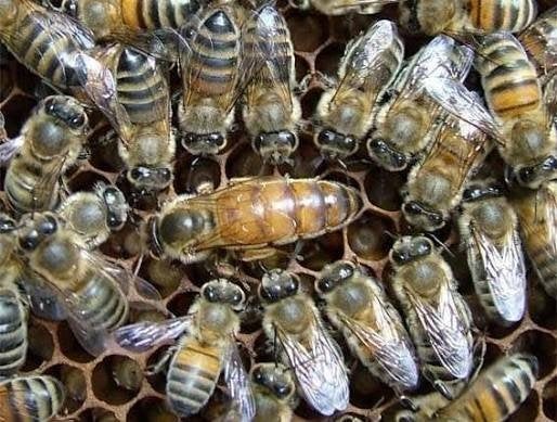 Gezocht 2x bevruchte buckfast koningin f1 2026, Dieren en Toebehoren, Bijen