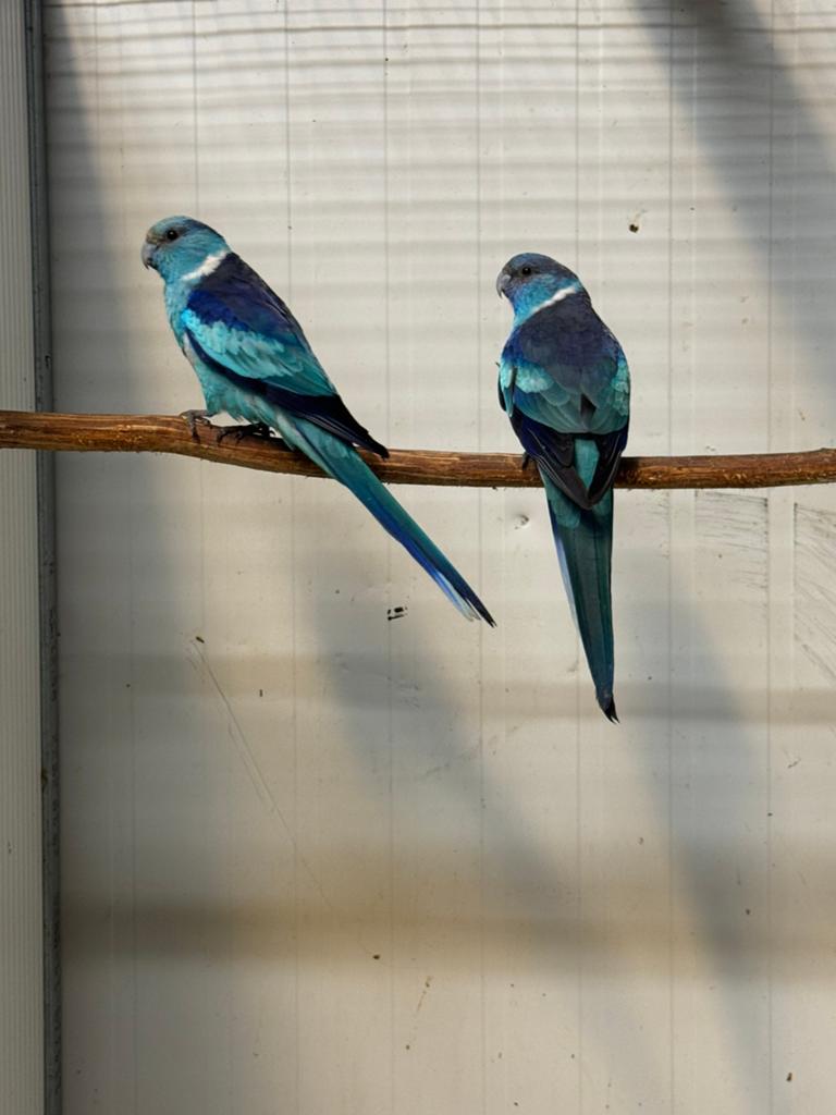 Pracht koppel blauwe bernards, Meerdere dieren, Parkiet, Geringd