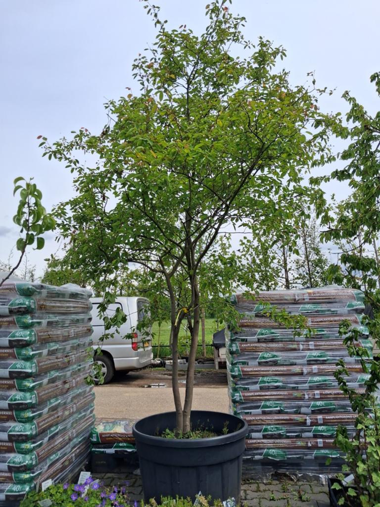 Amelanchier lamarckii meerstammig - Krentenboom, In pot, Halfschaduw, Lente, 400 cm of meer