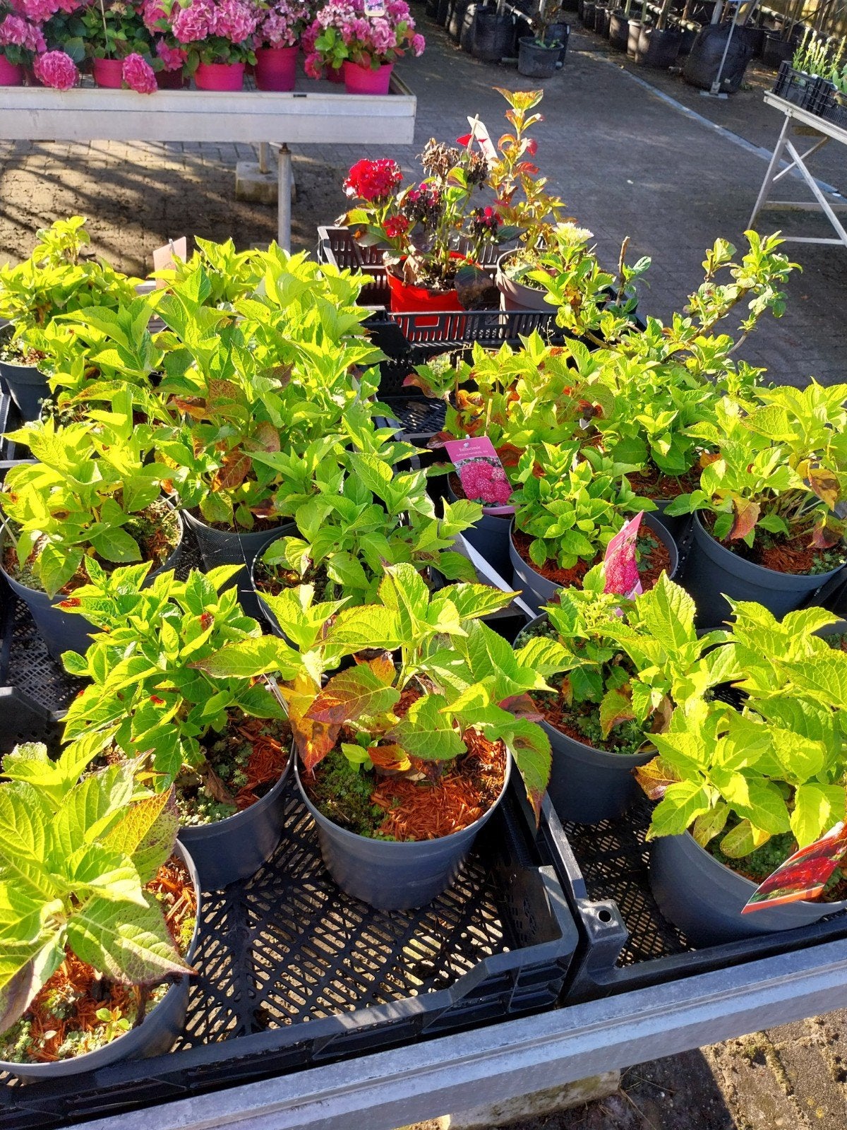 Restpartij Hortensia's - Diverse Kleuren (20 stuks), Vaste plant, Halfschaduw, Zomer, Ophalen
