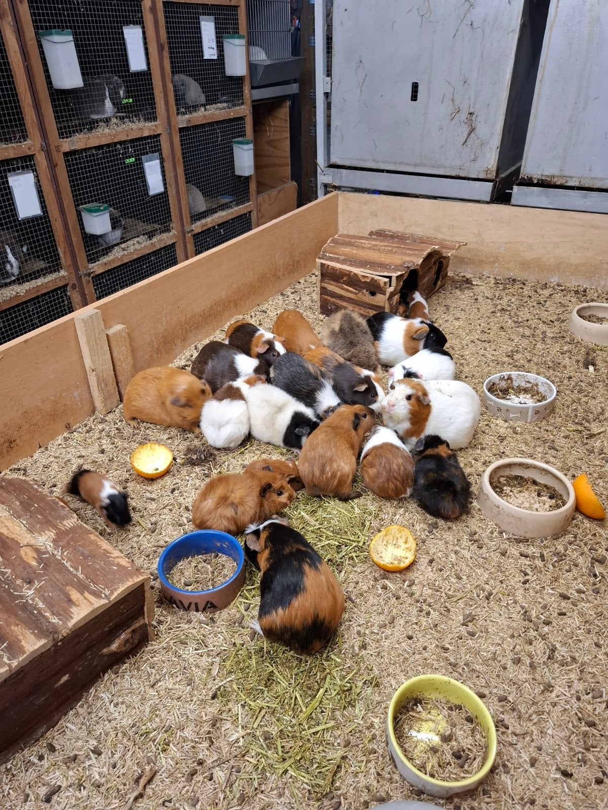 Mooie cavia, Dieren en Toebehoren, Knaagdieren, Meerdere dieren, Cavia, April, Tam