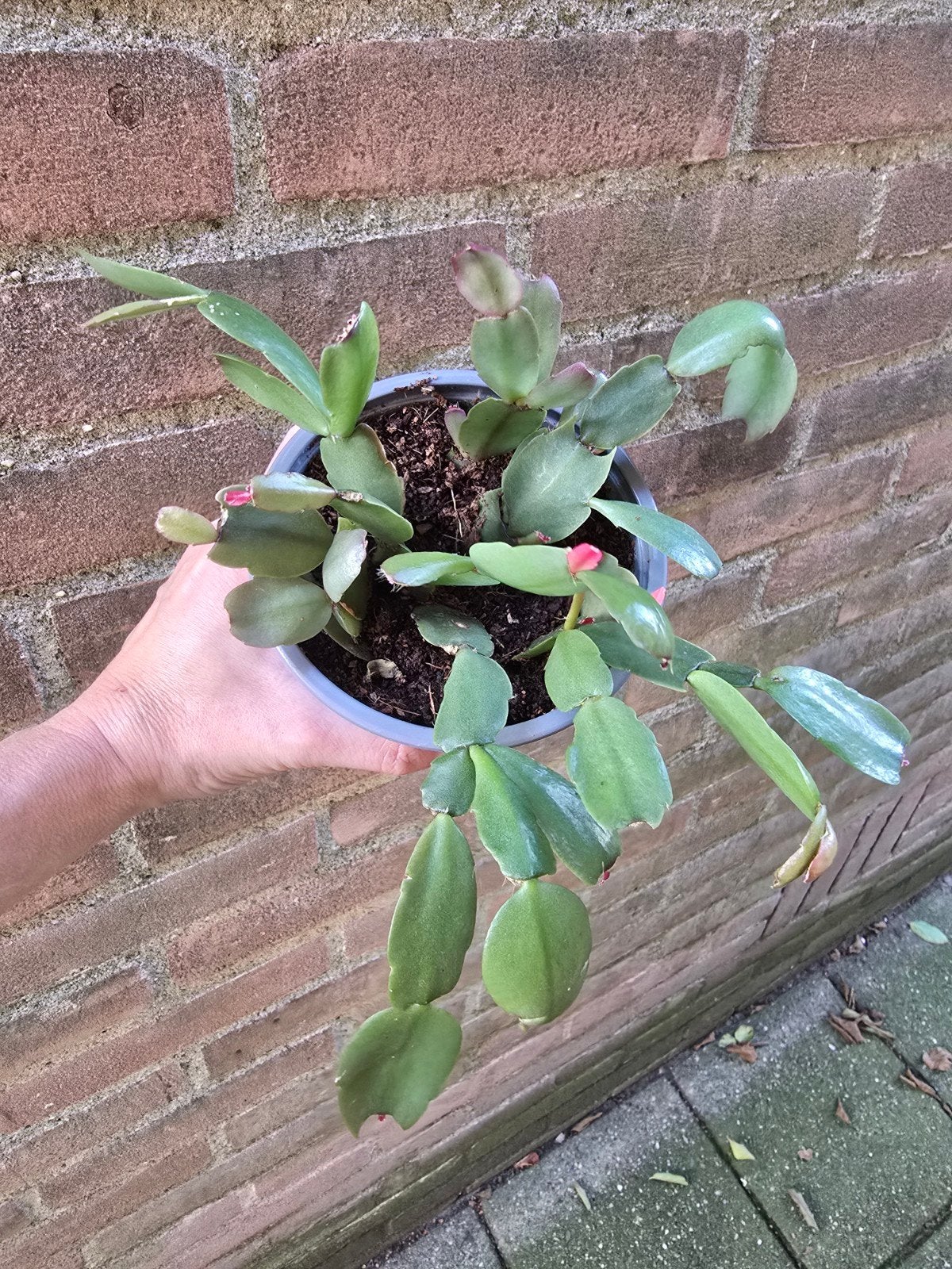 Kerstcactus, Ophalen, Volle zon, Minder dan 100 cm