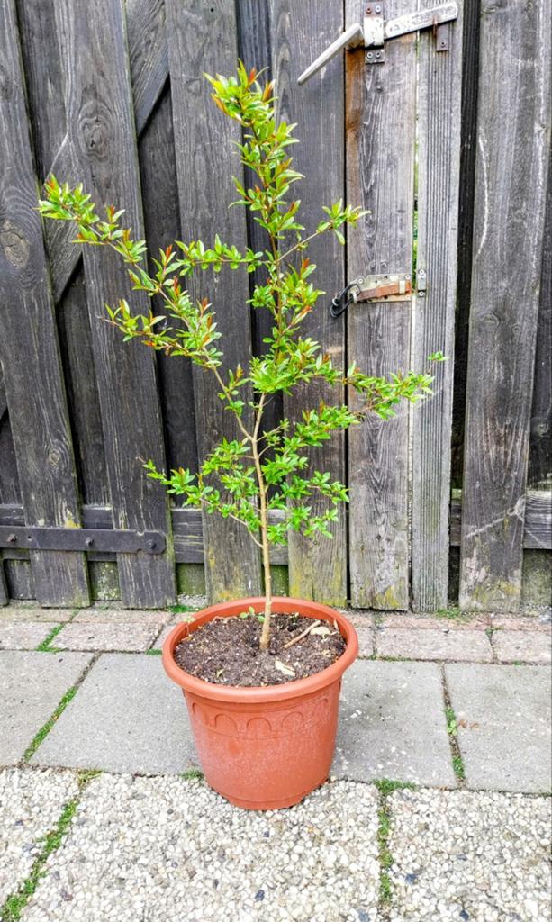 Granaatappelboom in pot - 90 cm hoog, Tuin en Terras, Planten | Tuinplanten, Ophalen, Volle zon, Vaste plant, Zomer
