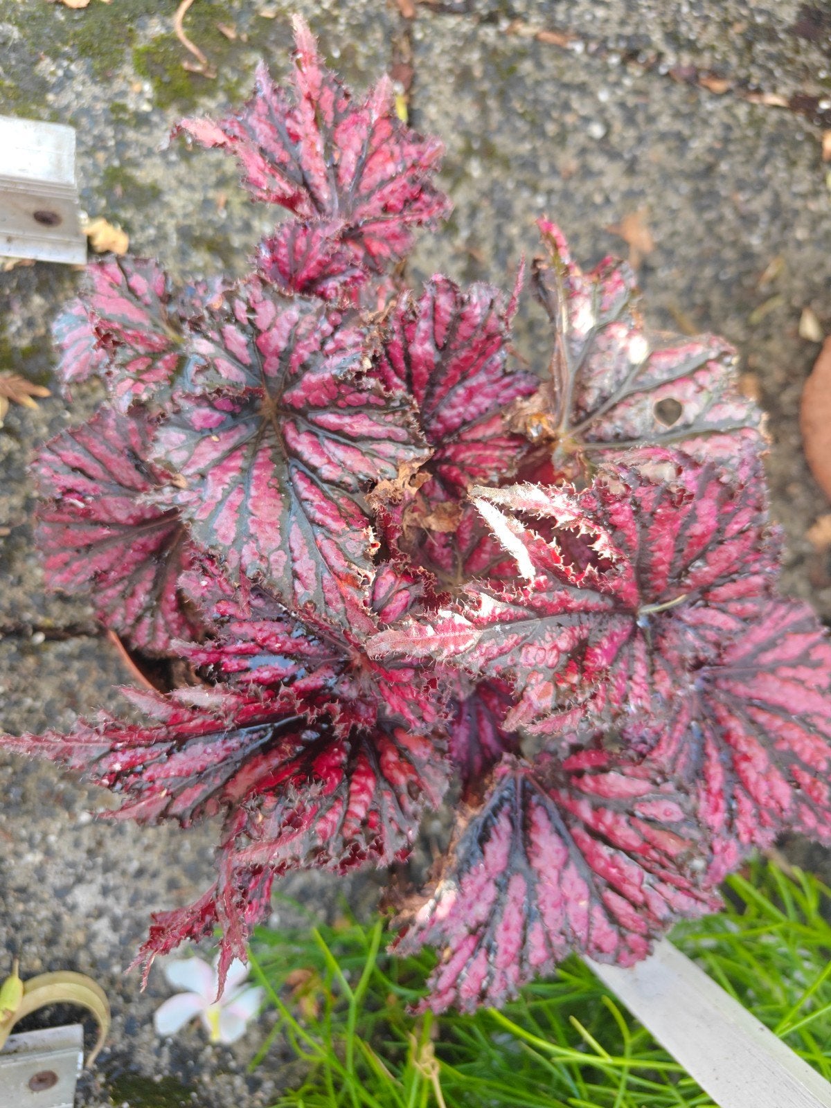 Stekje bladbegonia, Huis en Inrichting, Kamerplanten, Ophalen of Verzenden, Halfschaduw, Minder dan 100 cm