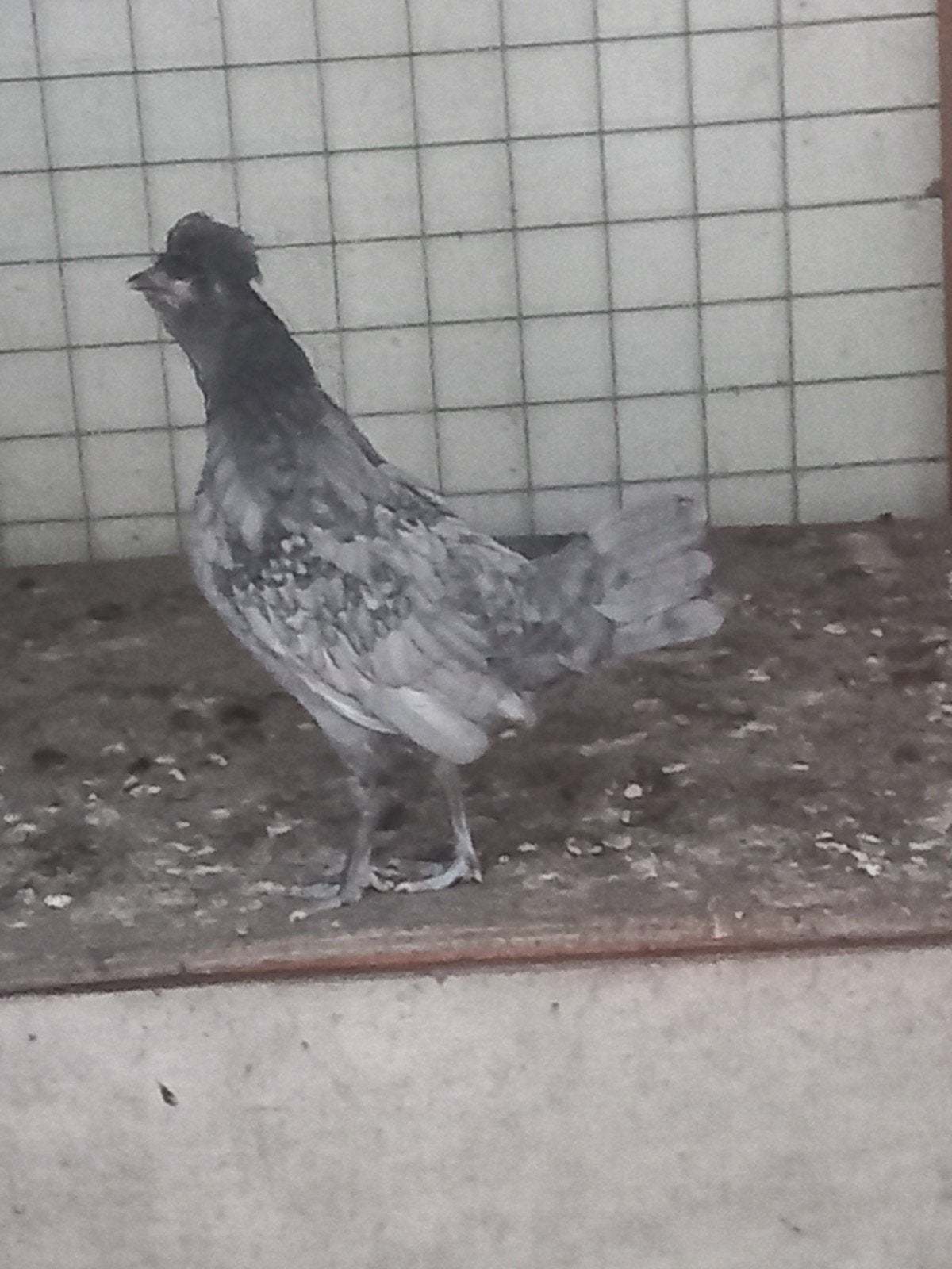 Kuifhoen koekoek 2 x kriel hen, Vrouwelijk, Kip