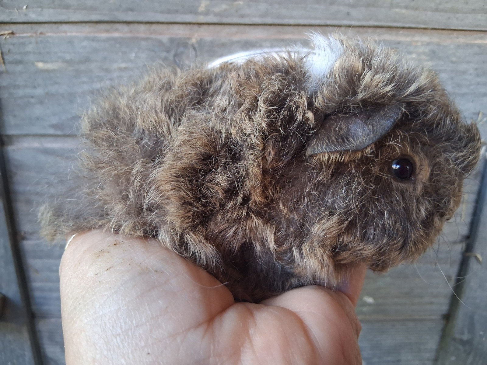 TK lunkarya baby beertje, Dieren en Toebehoren, Knaagdieren, Cavia, Juni, Meerdere dieren, Tam