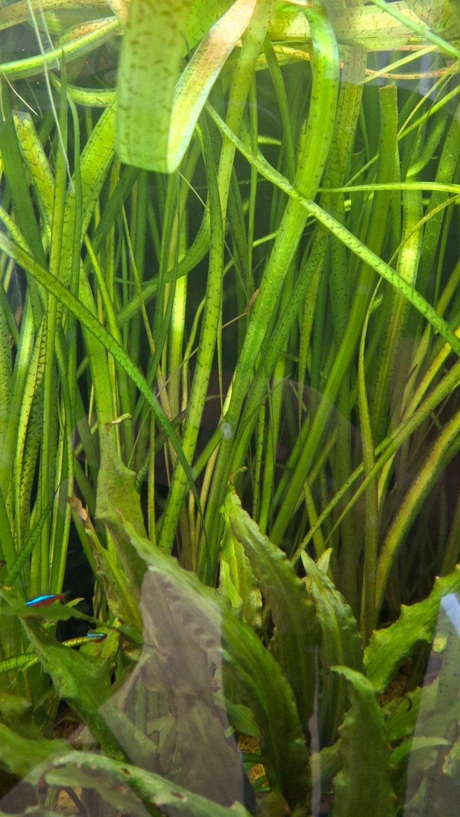 aquarium plant Vallisneria, Dieren en Toebehoren, Overige typen, Zoetwatervis
