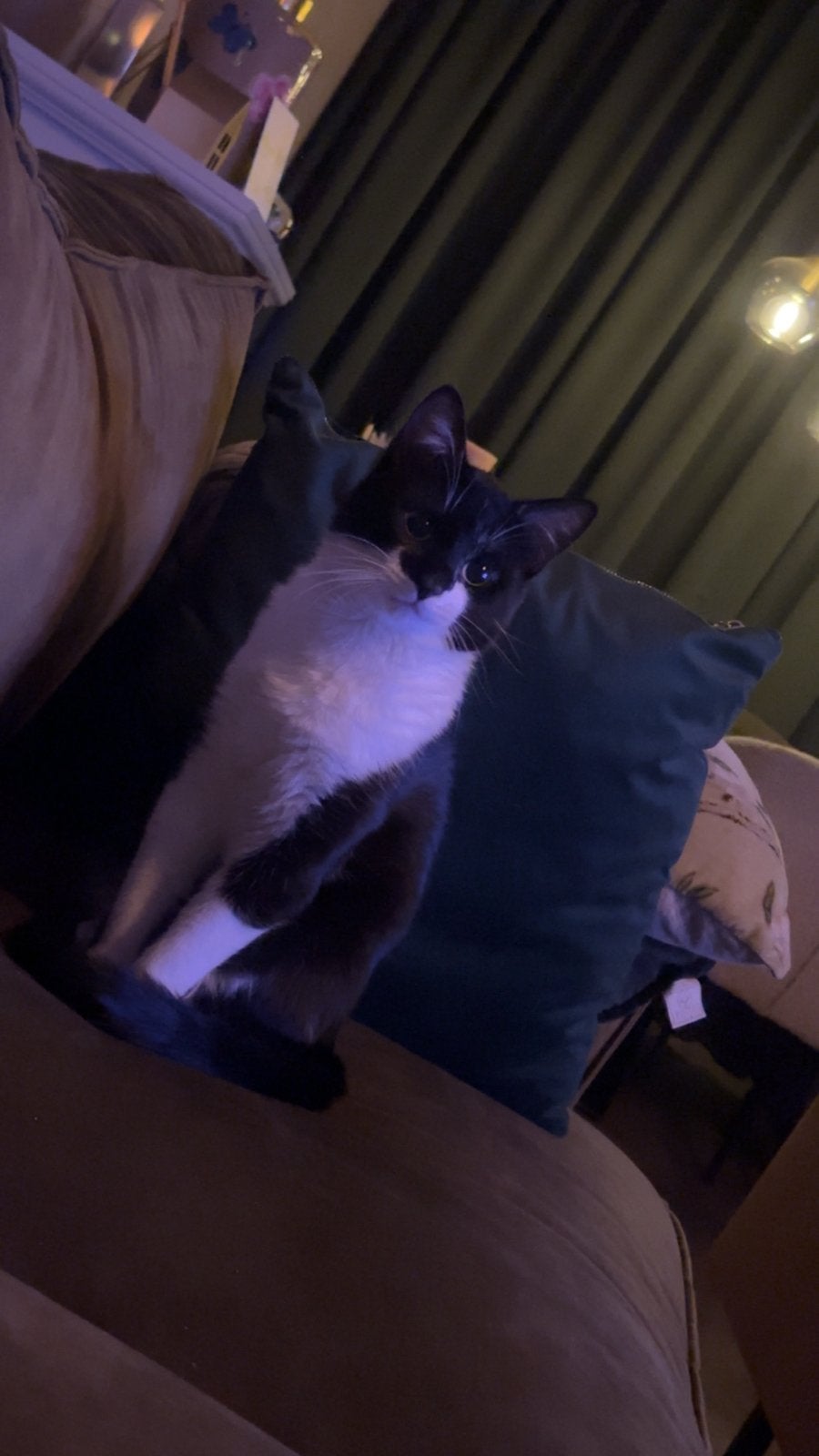 Tommie kat 1 jaar, Kater, Kortharig, 0 tot 2 jaar