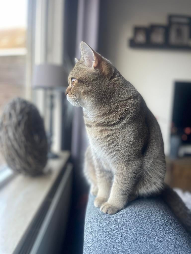 Britse Korthaar – 10 maanden – volledig verzorgd, Kater, Gechipt, 0 tot 2 jaar