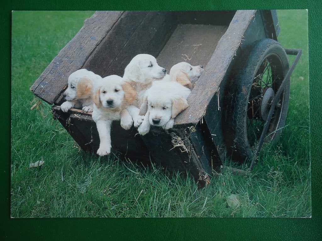 (107) Dierenkaart: HONDEN, Verzenden, 1980 tot heden, Gelopen, Hond of Kat