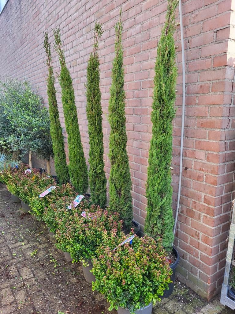 Zeer mooie grote cupressus sempervirens, Ophalen of Verzenden, Laurier