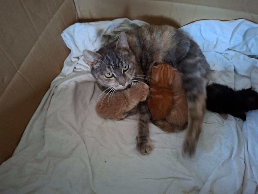 1 rood met witte kitten, Dieren en Toebehoren
