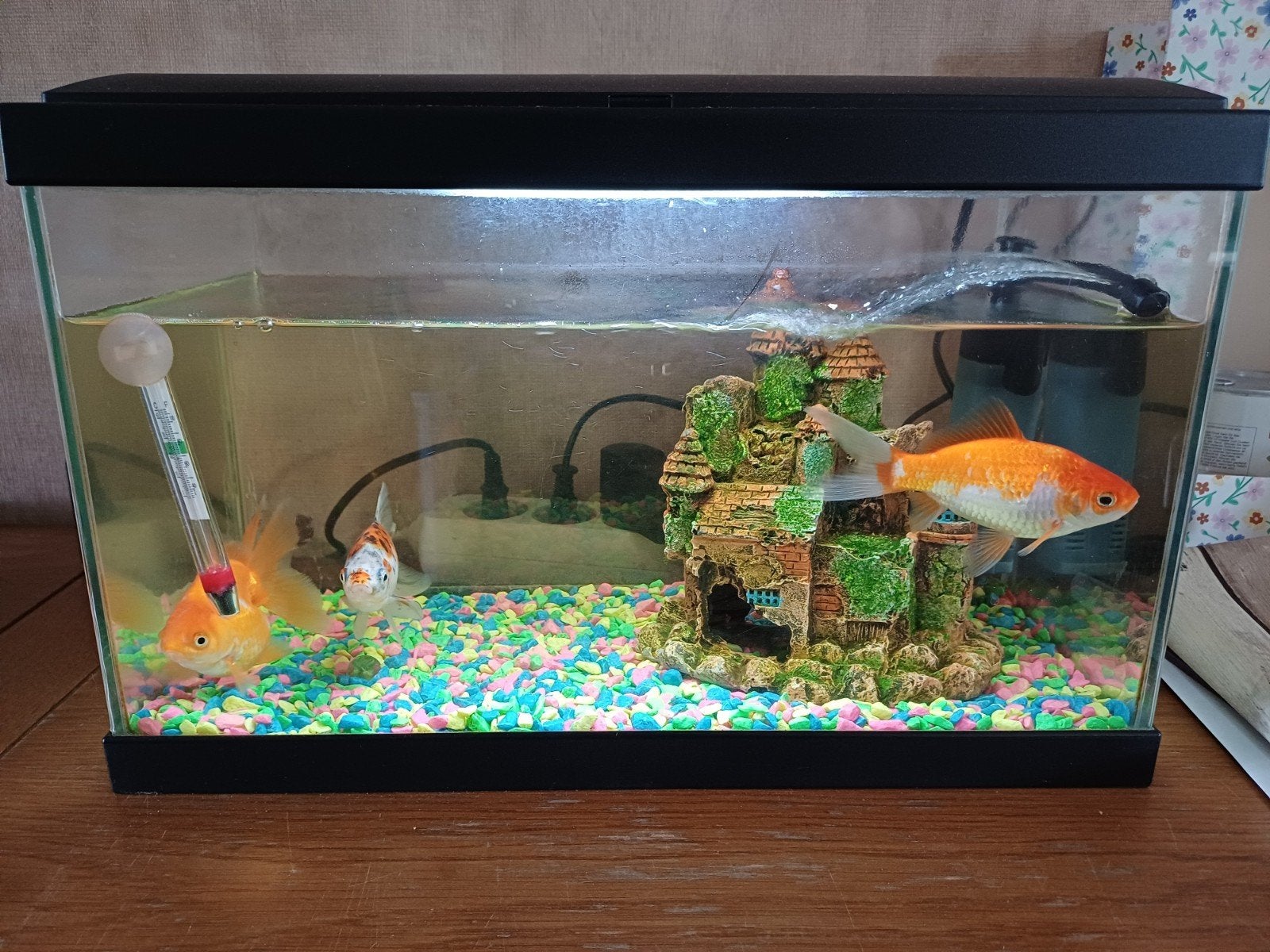 Aquarium ongeveer 20 liter, Dieren en Toebehoren, Vissen | Aquaria en Toebehoren, Ophalen, Inclusief vissen, Zo goed als nieuw