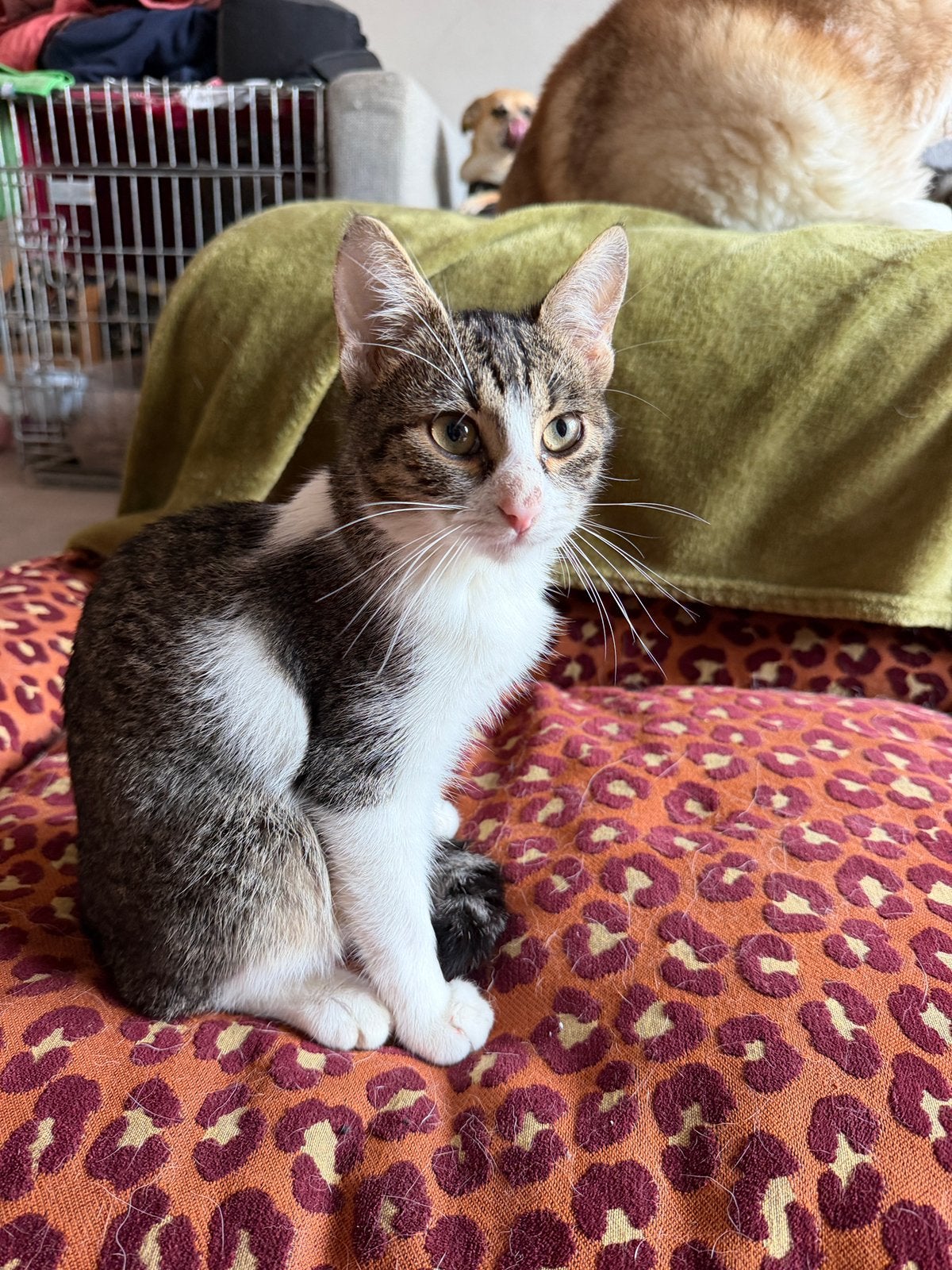 Mega knuffel kitten kater 5 maanden, Dieren en Toebehoren, Kater, Kortharig, 0 tot 2 jaar