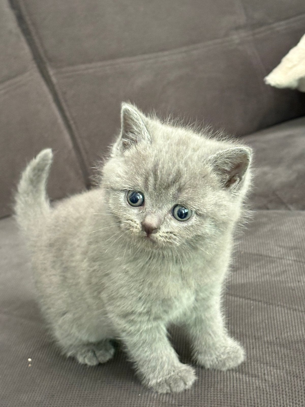 British Shorthair kittens, Meerdere dieren, Ontwormd