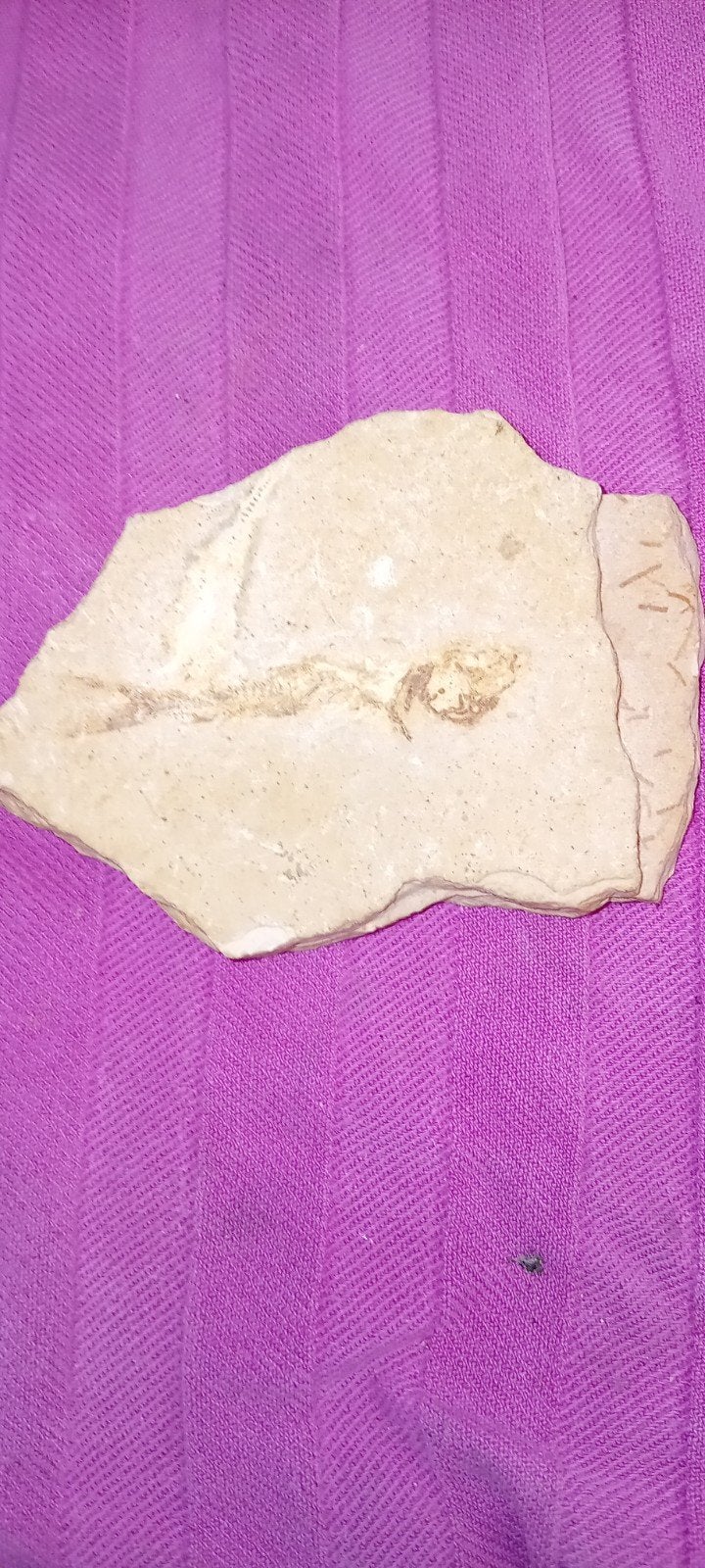 Kleine fossiel van een visje., Verzamelen, Mineralen en Fossielen, Ophalen of Verzenden, Fossiel