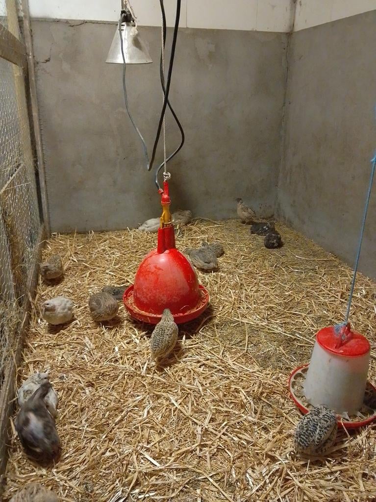 Eitjes japanse kwartels, Dieren en Toebehoren, Pluimvee, Meerdere dieren, Overige soorten