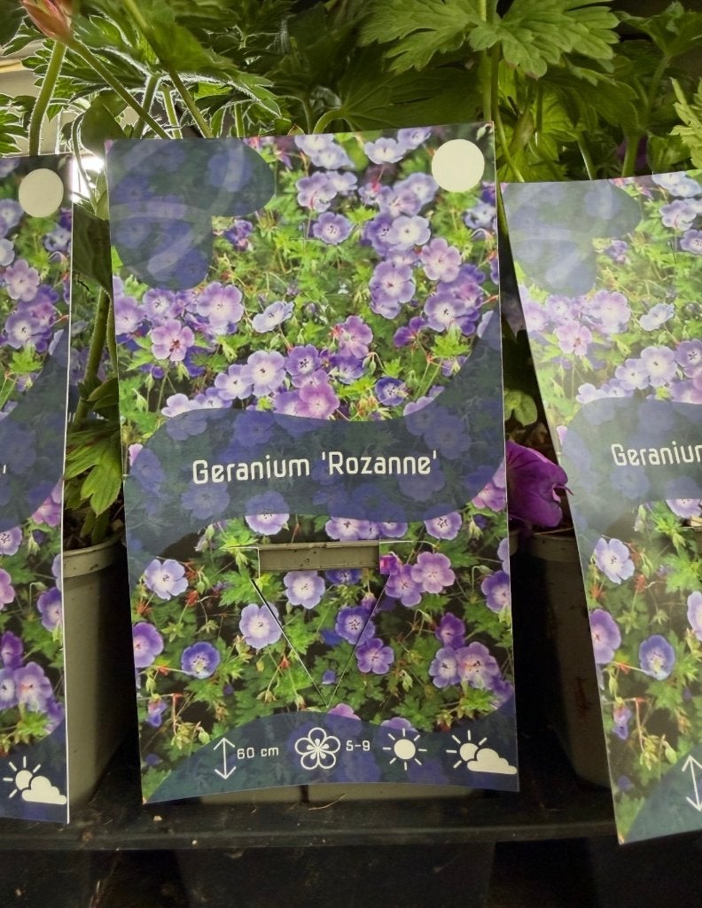 Geranium Rozanne in 2 liter pot - Vaste plant, Tuin en Terras, Ophalen of Verzenden, Overige soorten, Volle zon