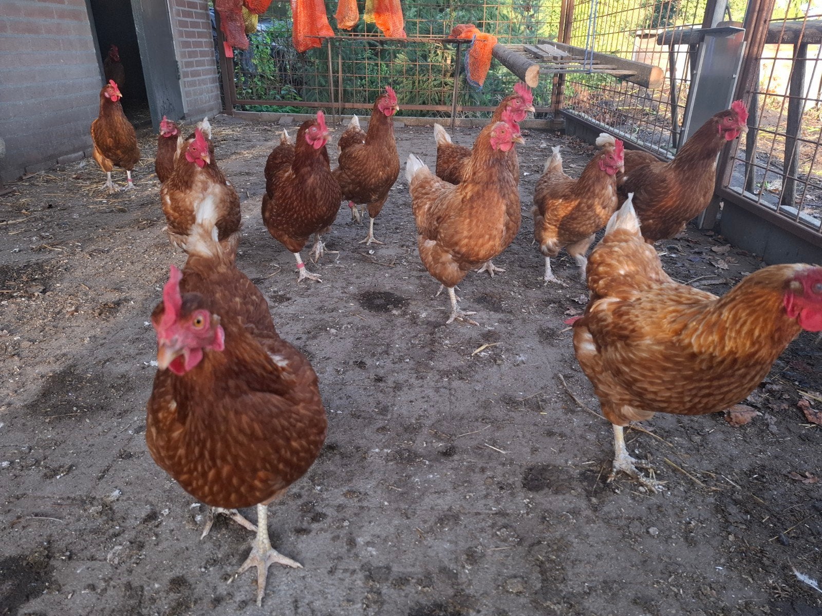 bruine legkippen, Dieren en Toebehoren, Vrouwelijk, Kip