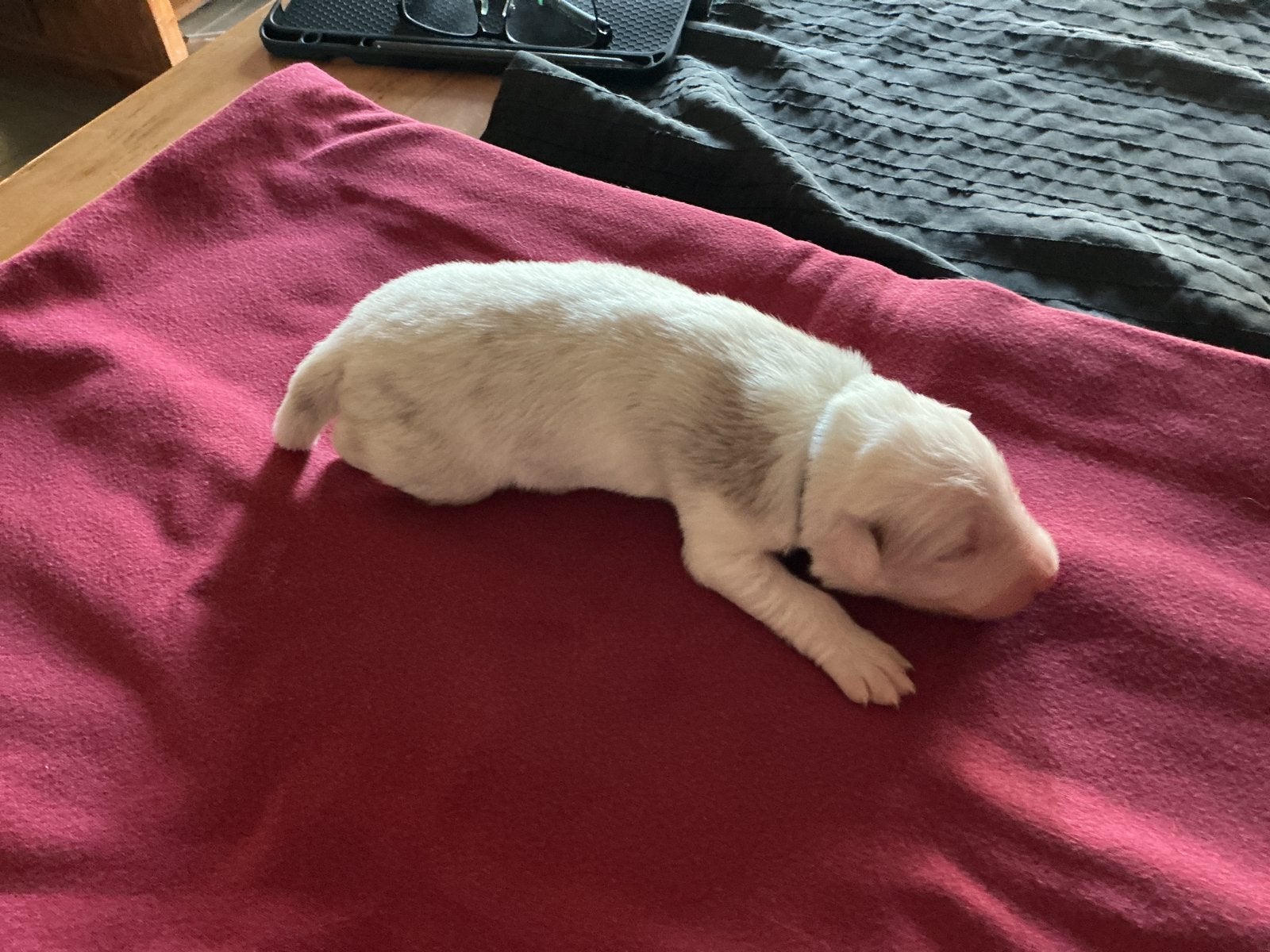 Bordercollie puppy’s, Dieren en Toebehoren, Honden | Herdershonden en Veedrijvers, België, Particulier, 8 tot 15 weken, Collie