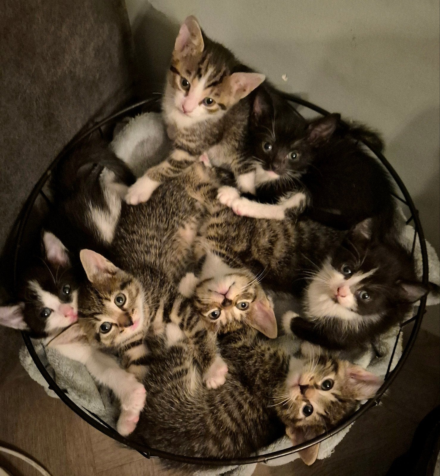 Kittens, Meerdere dieren, Kortharig