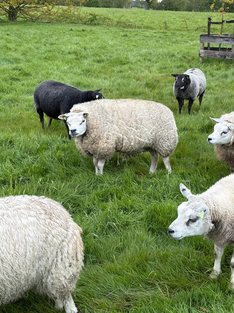 Stamboek texelaars ooien, Vrouwelijk, Schaap