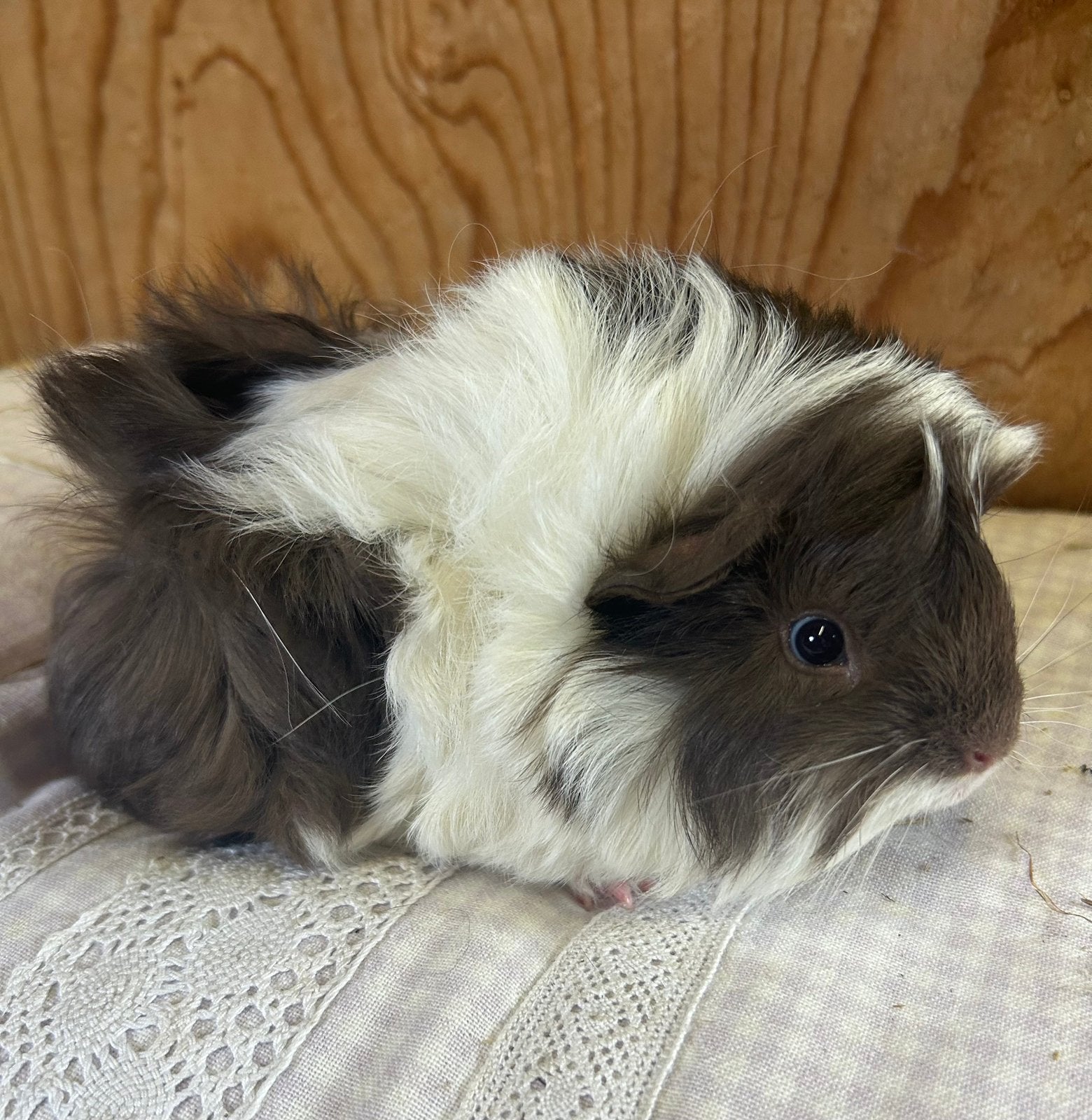 Jong cavia mannetje peruvian x borstel, Mei, Mannelijk, Cavia