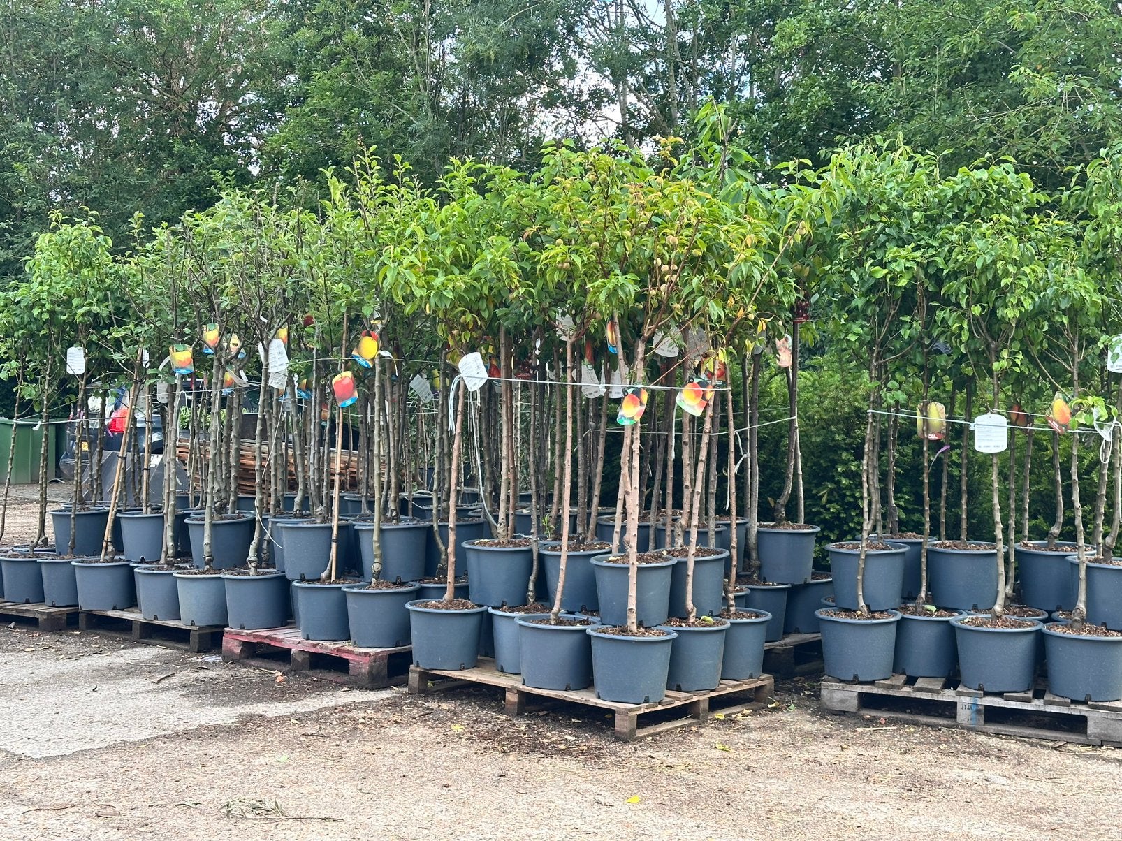 Diverse halfstam fruitbomen. Pot gekweekt. Op=op, Ophalen, Zomer, Volle zon, Overige soorten