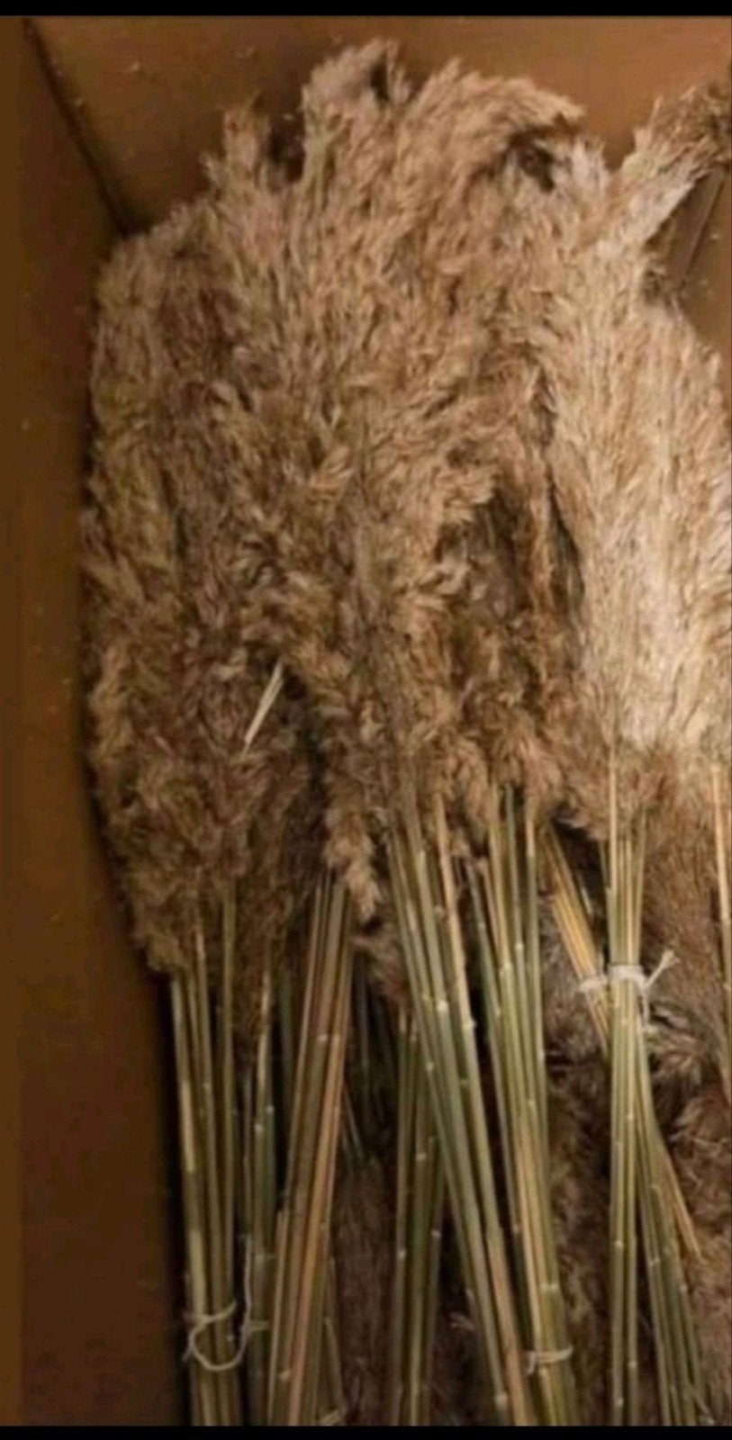 Doos met ongeveer 1000 pluimen 100 cm.lang nieuw, Ophalen, Nieuw