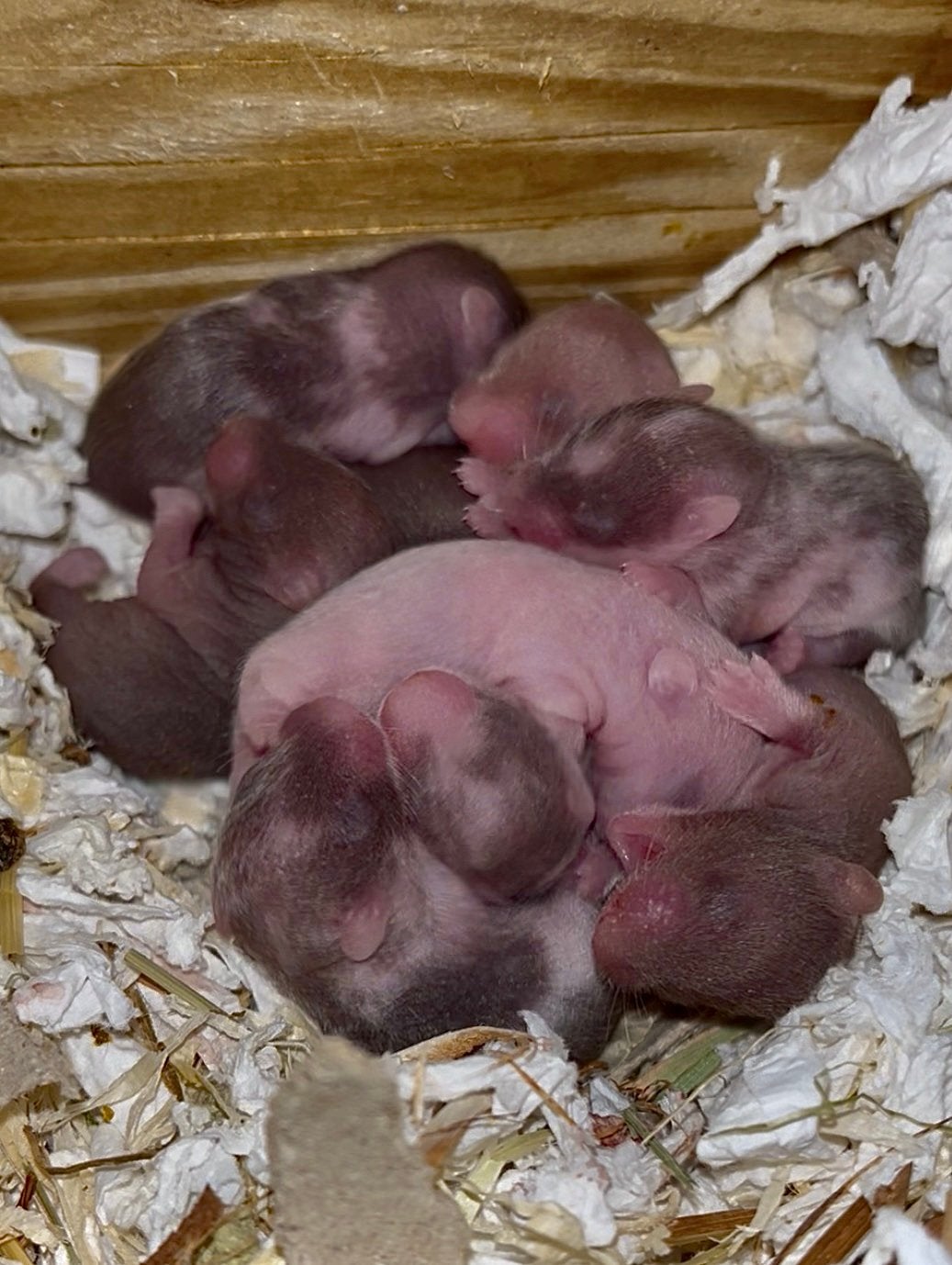 Syrische hamster/Goudhamster wachtlijst nest september open!, Dieren en Toebehoren, Knaagdieren, Hamster, Augustus, Meerdere dieren